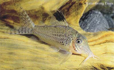 Corydoras sp. C77